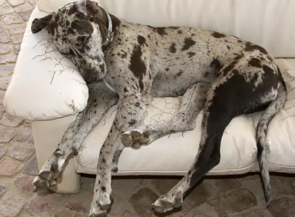 Perro durmiendo en sofá